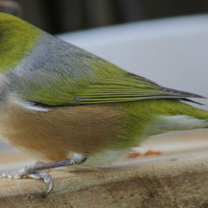 Waxeye
