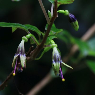 Flora