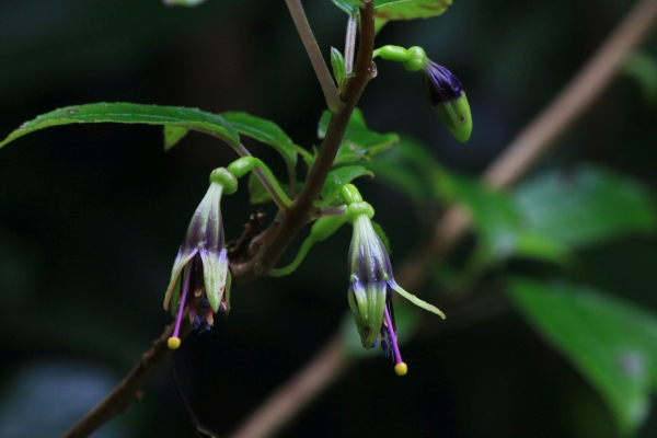 Flora