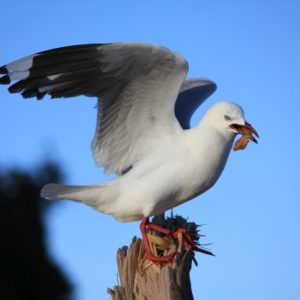 Fauna